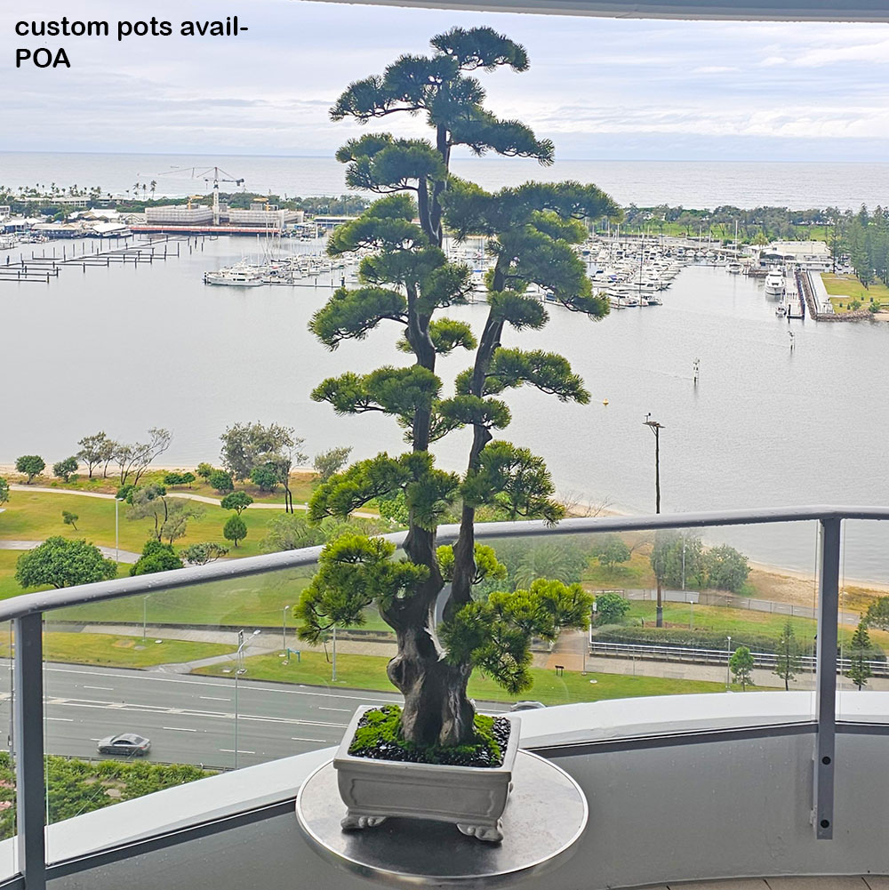 Bonsai Pine- xlge