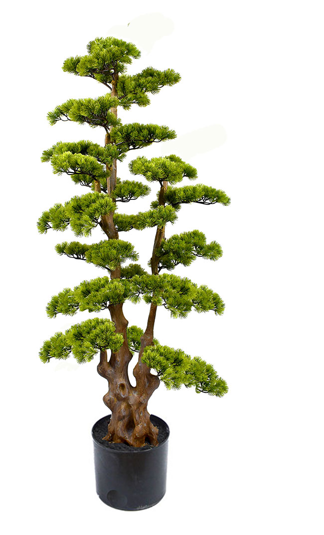 Bonsai Pine- xlge