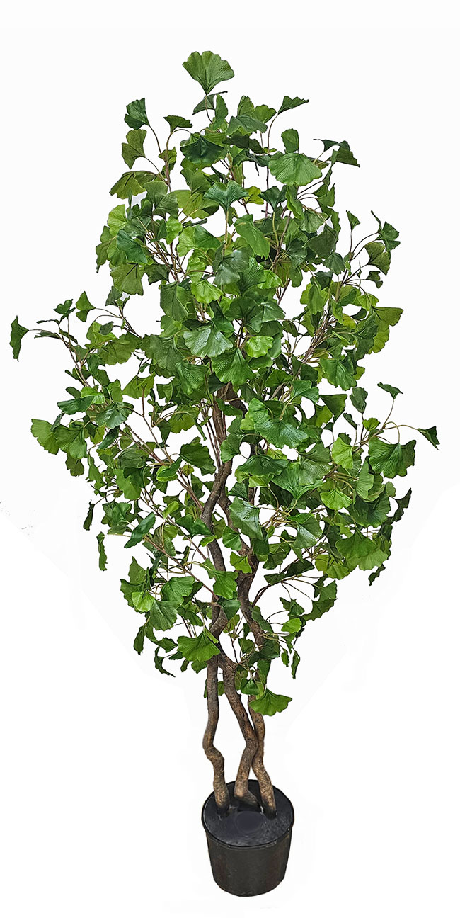 Gingko Tree 1.7m