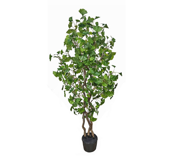 Gingko Tree 1.7m