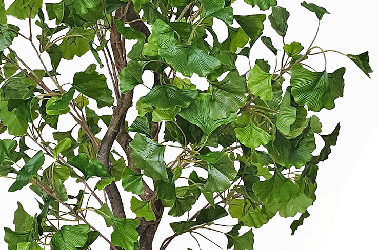 Gingko Tree 1.7m