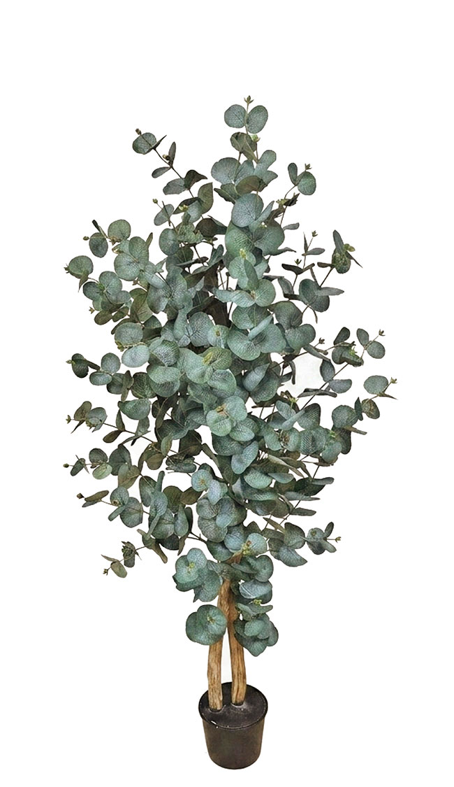 Eucalyptus 'Grey Gum' 1.3m UV