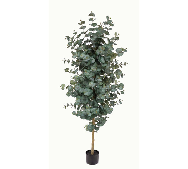 Eucalyptus 'Grey Gum' 1.8m UV