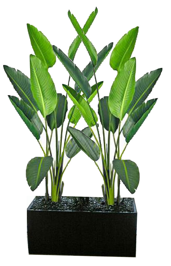 Trough Planters- with Heliconia Palms 1.7m tall 