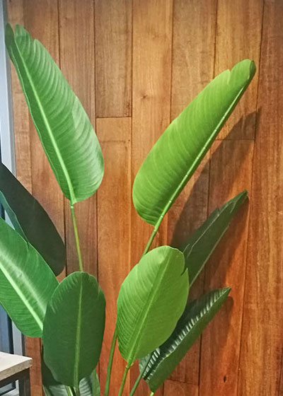 Trough Planters- with Heliconia Palms 1.7m tall 