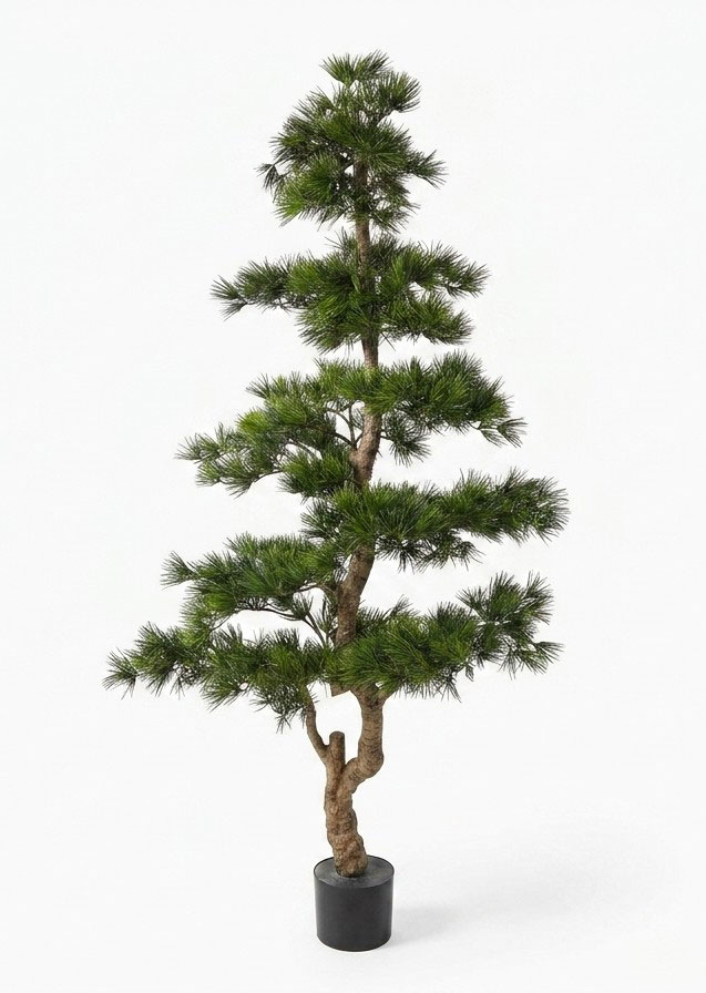 Japanese Black Pine 1.8m UV-rated