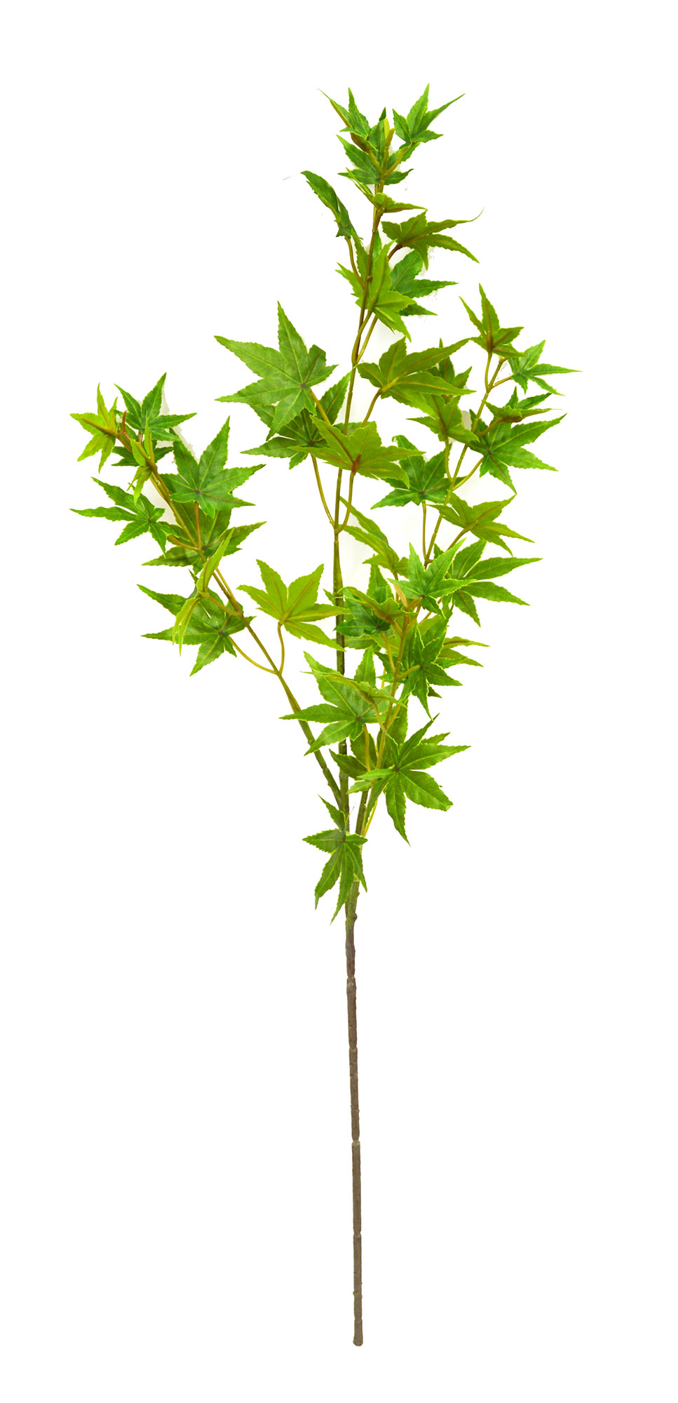Japanese Maple 1.7m