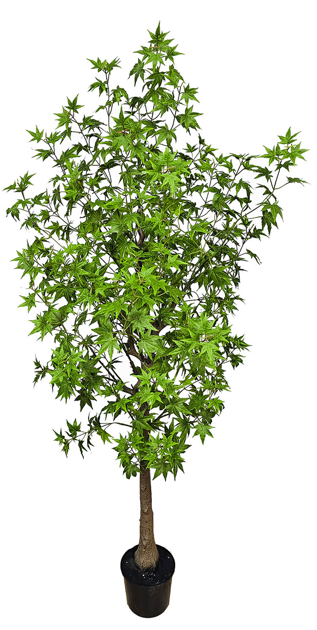 Japanese Maple 1.7m