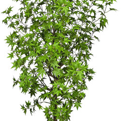 Japanese Maple 1.7m - artificial plants, flowers & trees - image 4