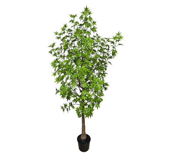 Japanese Maple 1.7m