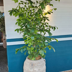 Fish-Tail Palm 2.1m - artificial plants, flowers & trees - image 4