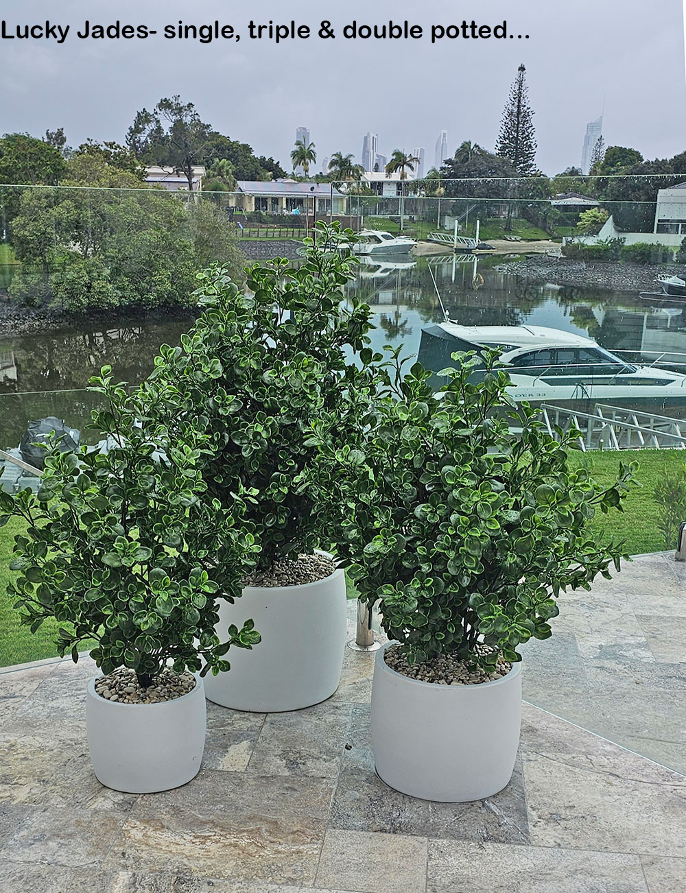 UV-Bush Lucky Jade 80cm