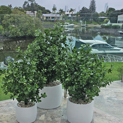 UV-Bush Lucky Jade 80cm - artificial plants, flowers & trees - image 9
