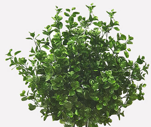 Trough Planters- with Lucky Jade Plants UV 1m 