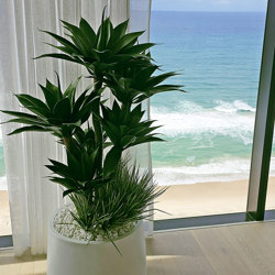 Agave Plant 1.3m with 4 heads UV - artificial plants, flowers & trees - image 2