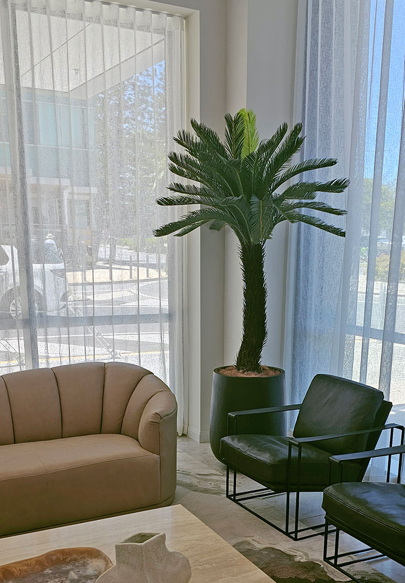 Cycad Palm 2m (Copy-1)