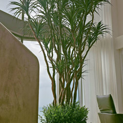 Dracaena- mini-yucca 2.1m with 10 heads - artificial plants, flowers & trees - image 9