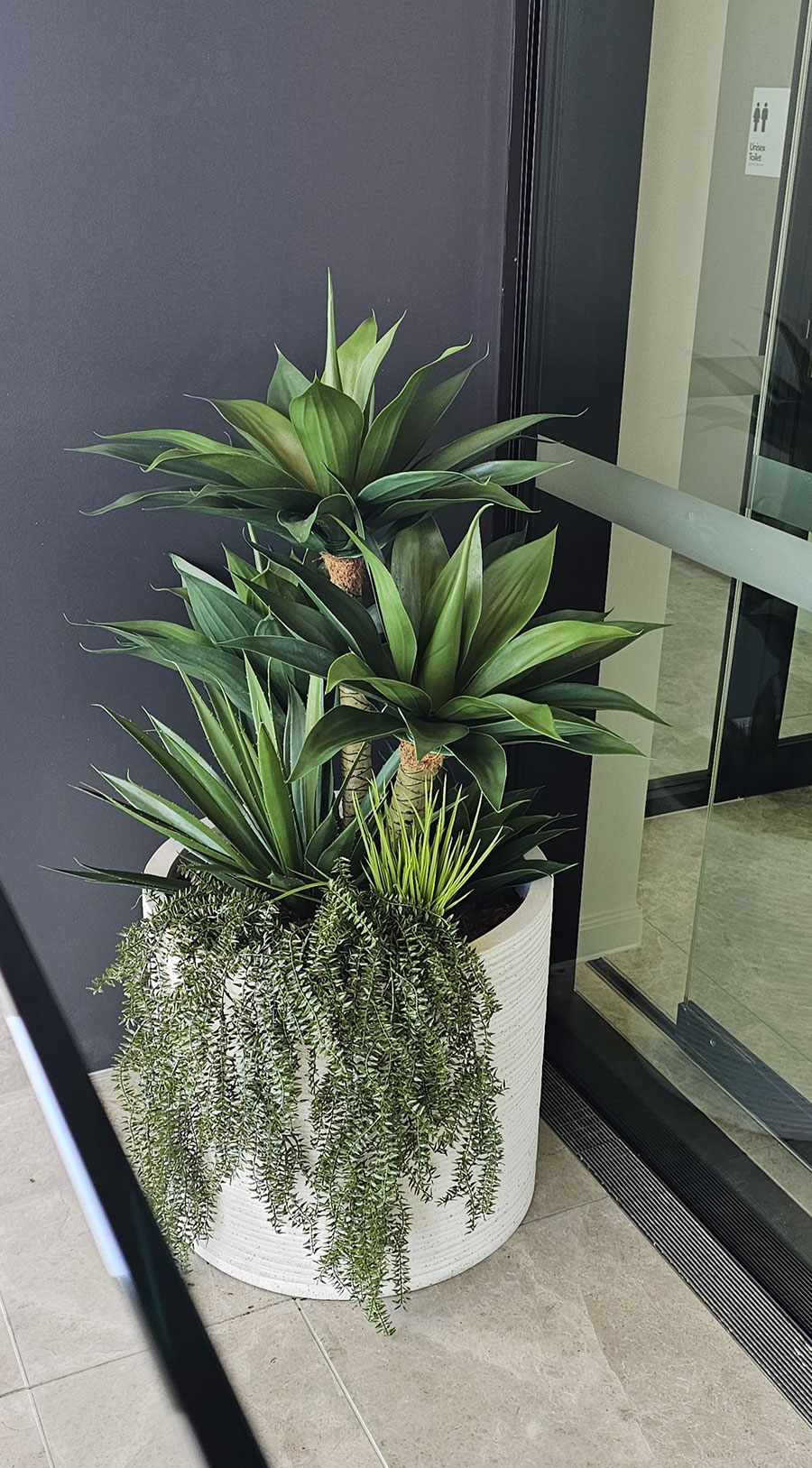 Agave Plant 1.3m with 4 heads UV