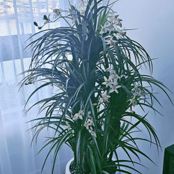 Orchid Trees 1.5m - artificial plants, flowers & trees - image 3