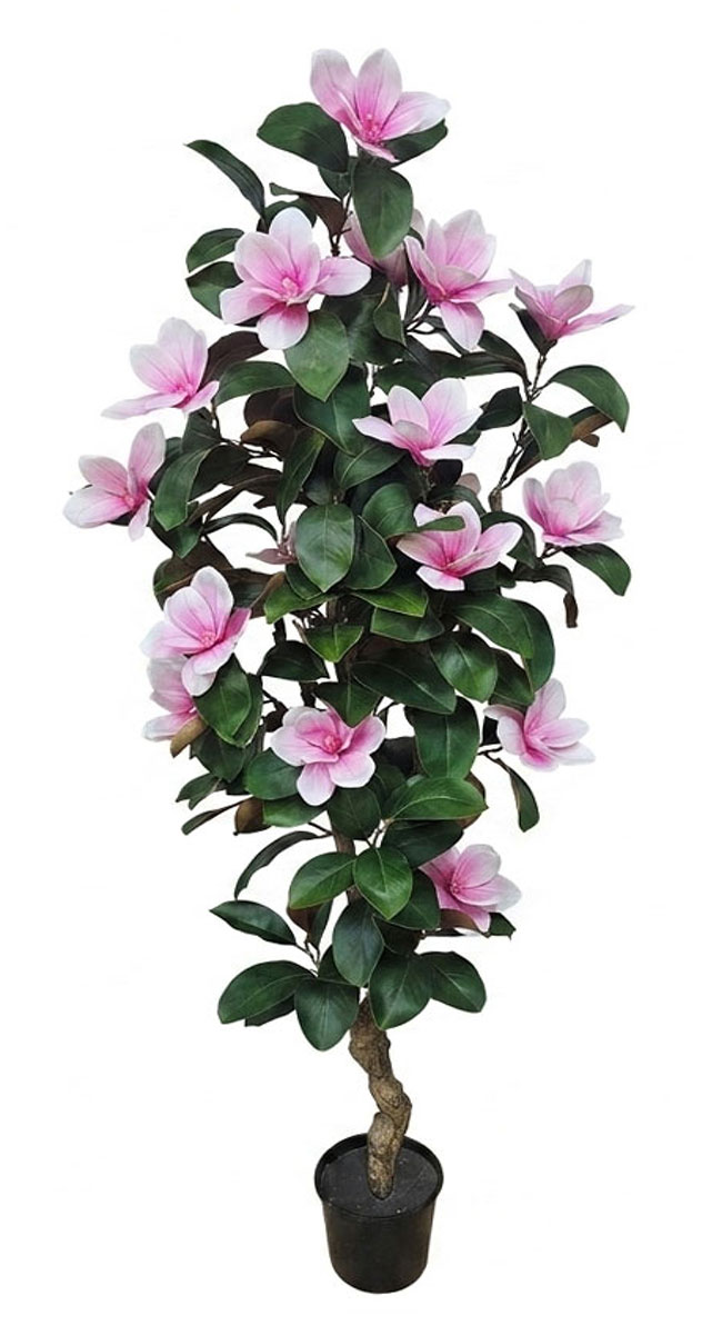 Magnolia deluxe - flowering  2m