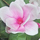 Pink Flowers