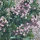 pink flowers