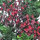 red flowers
