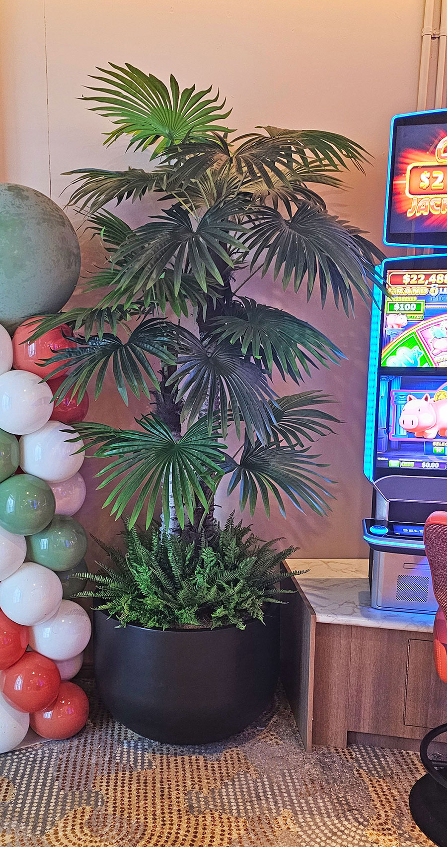 Fan Palm 2.4m [lge foliage]