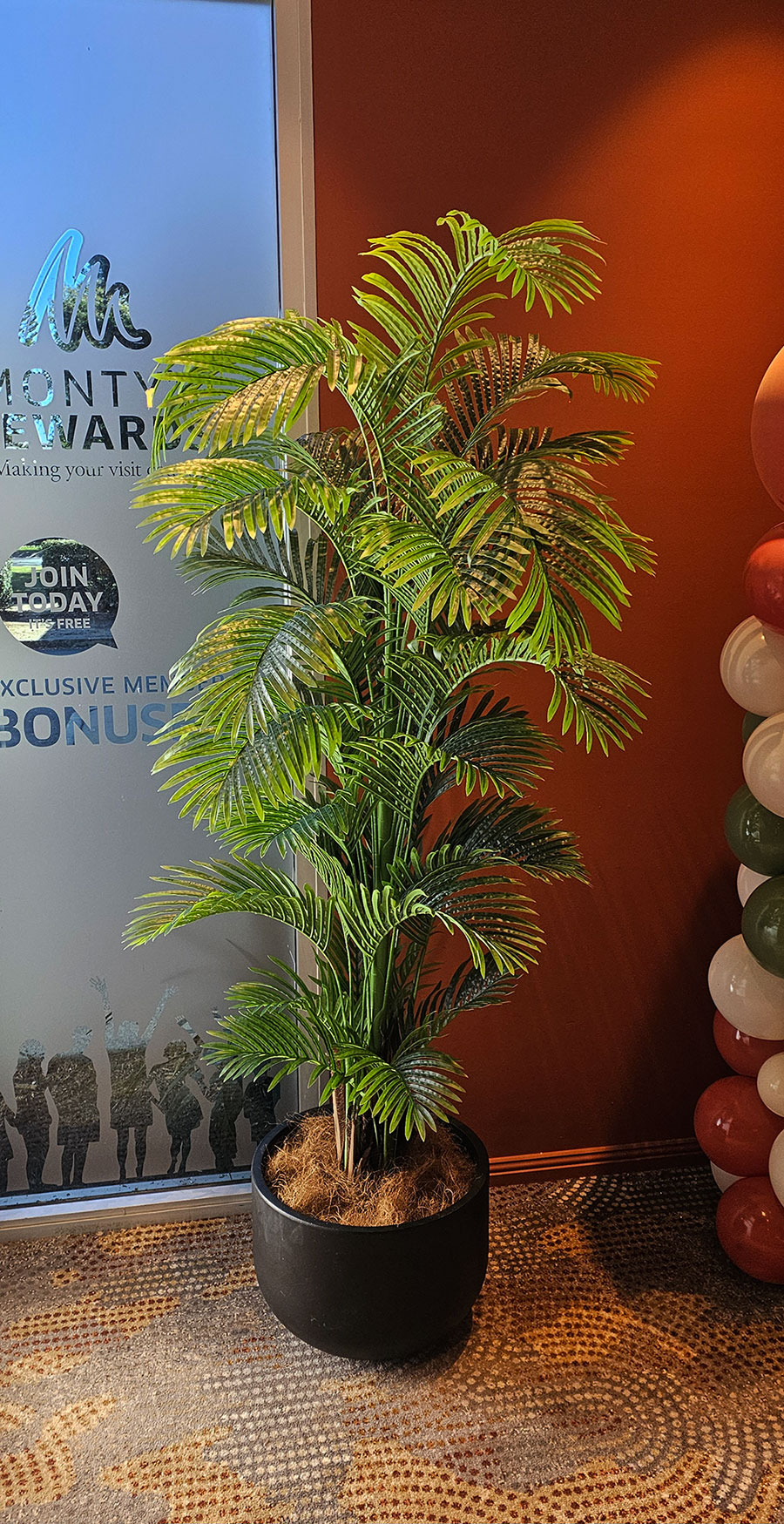 Phoenix Palm 2.1m 