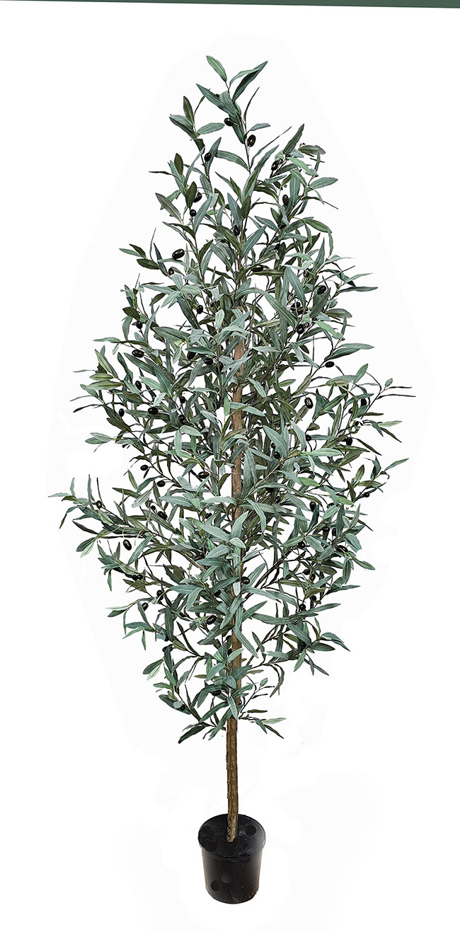 Olive Tree- narrow 1.8m