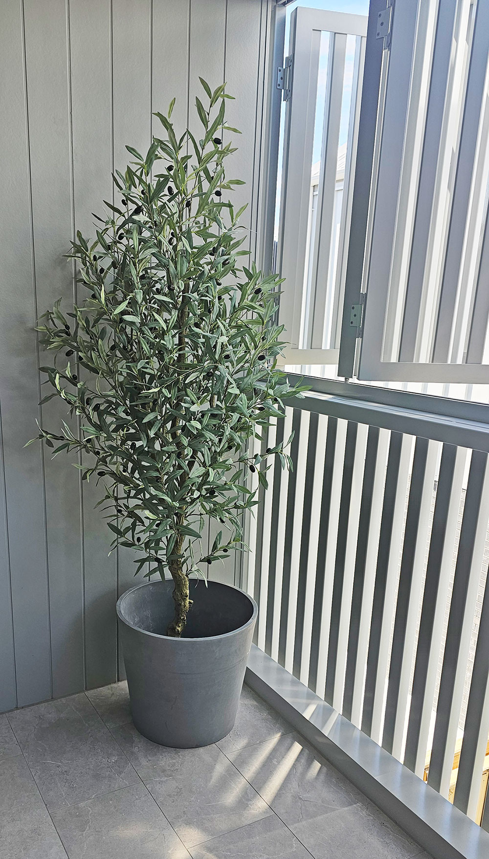 Olive Tree 1.7m