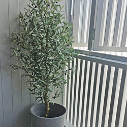 Olive Tree 1.7m - artificial plants, flowers & trees - image 1