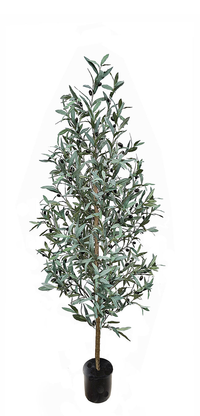 Olive Tree- narrow 1.5m