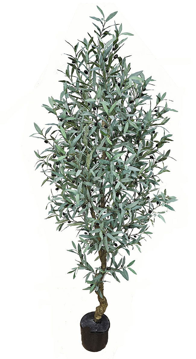 Olive Tree- deluxe 2.1m 