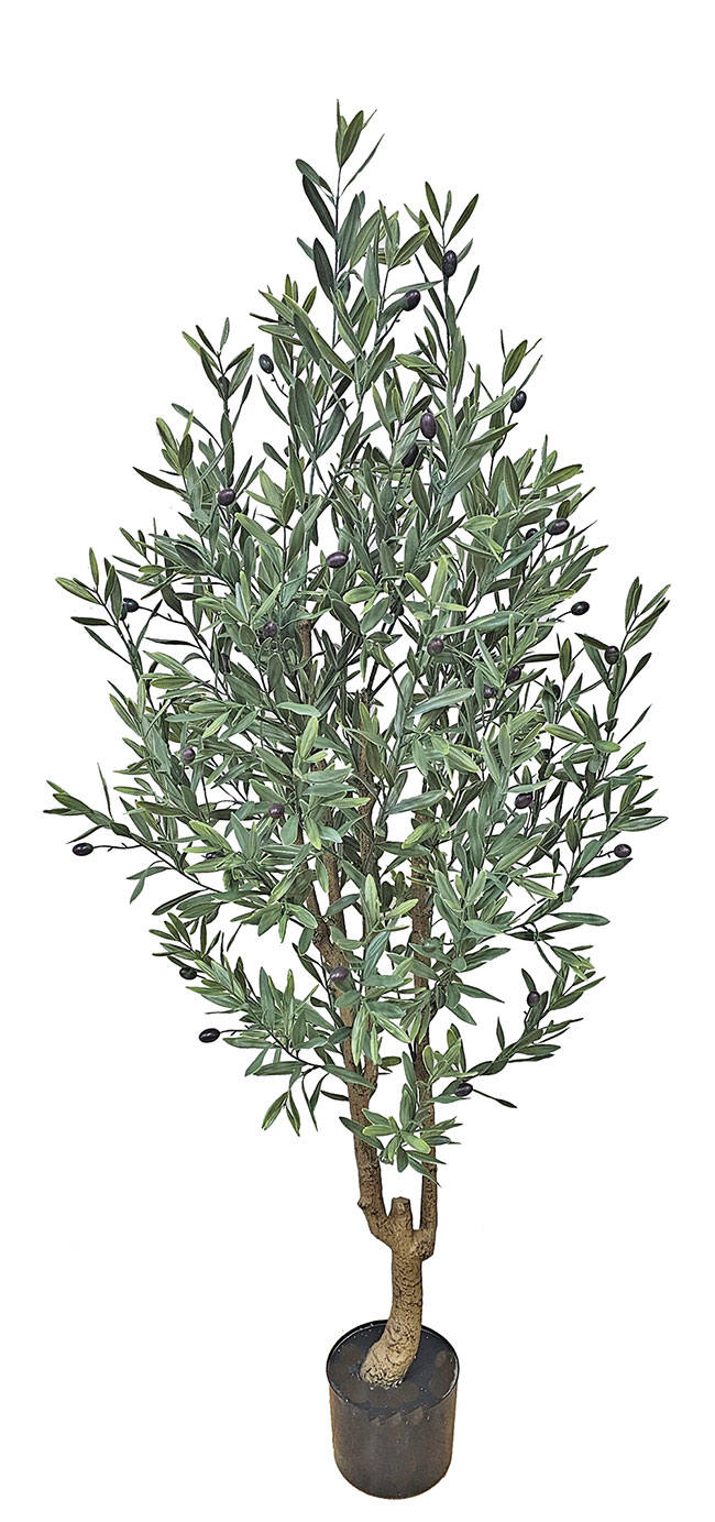 Olive Tree- UV 1.6m 