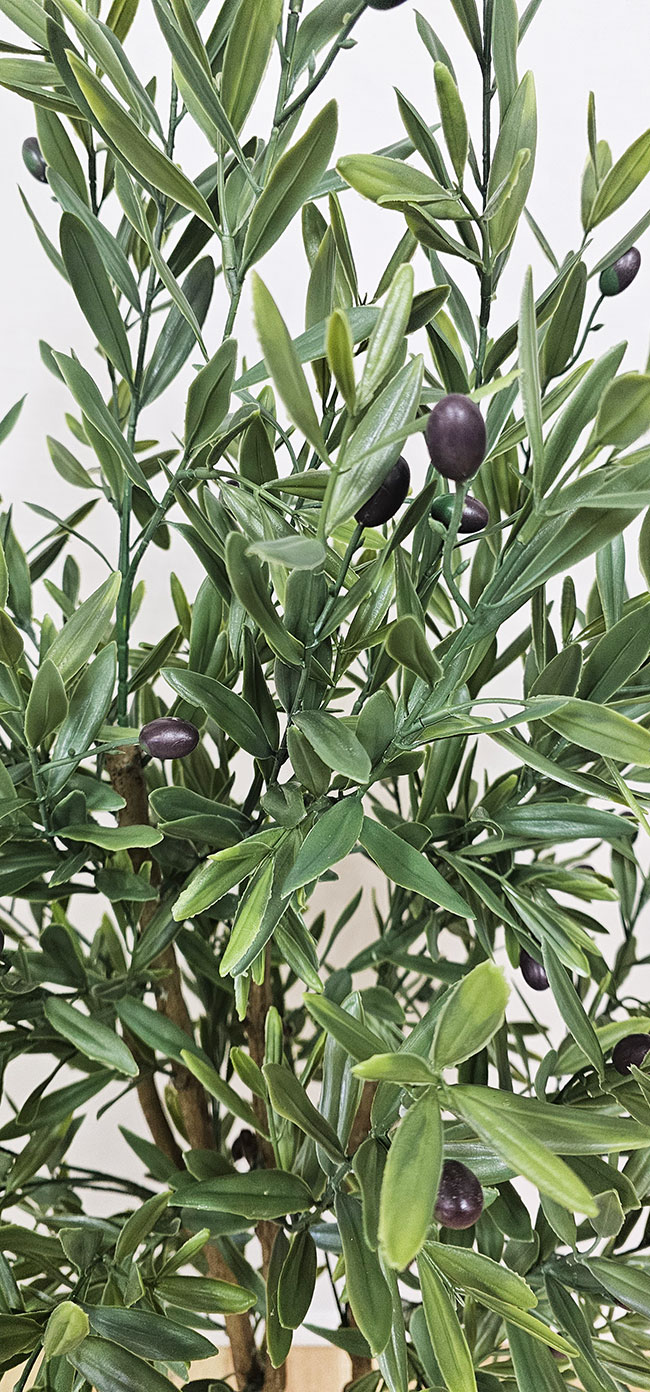 Olive Tree- UV 1.6m 
