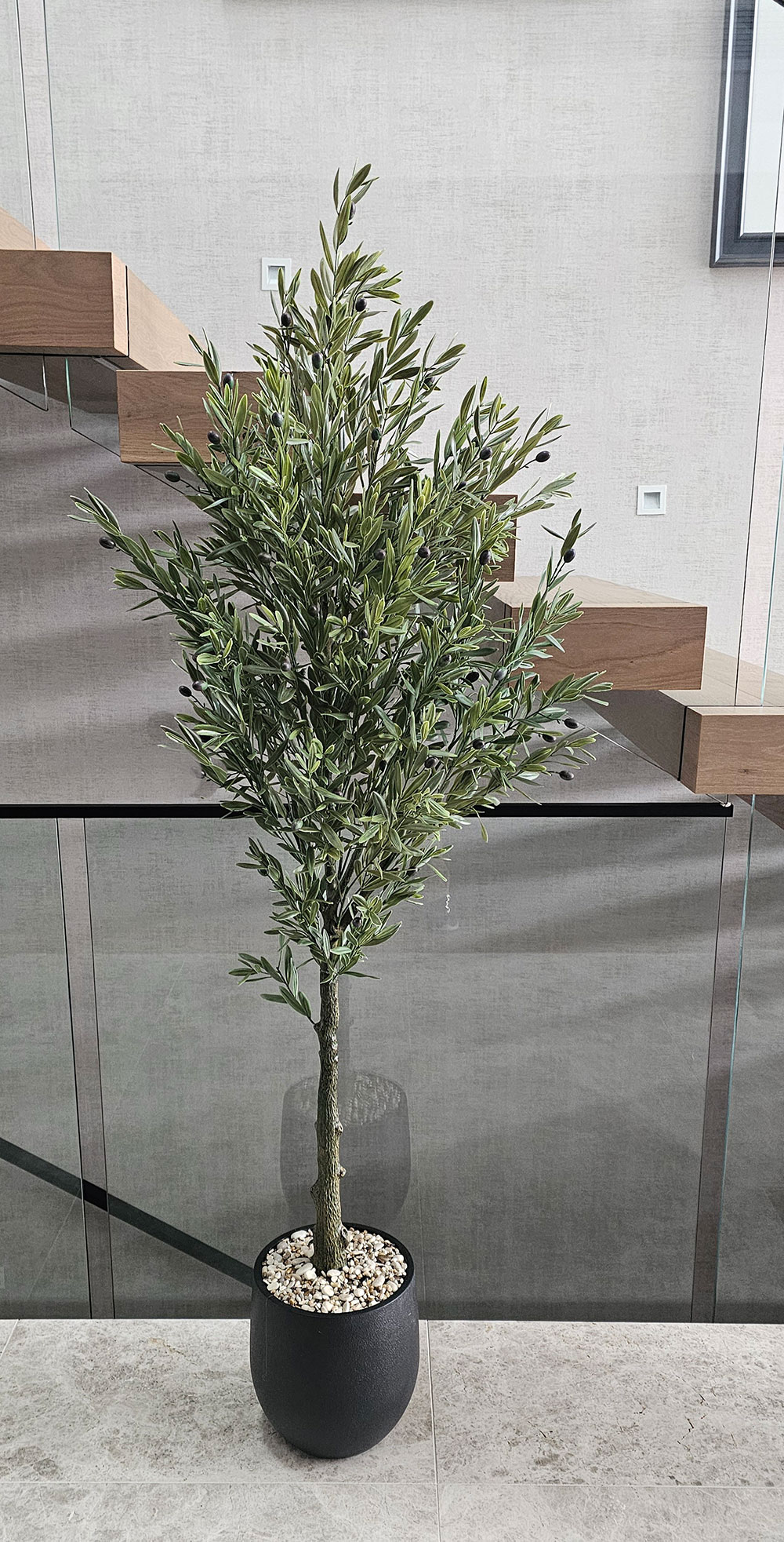 Olive Tree- UV 1.8m
