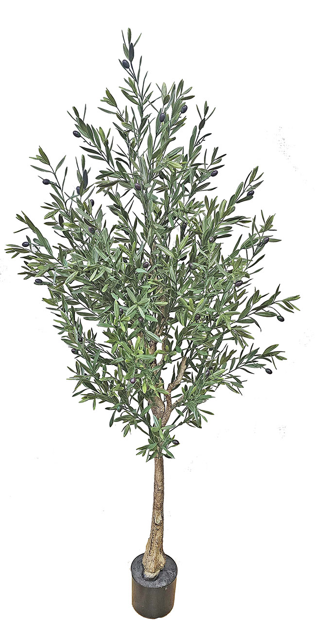 Olive Tree- UV 1.8m