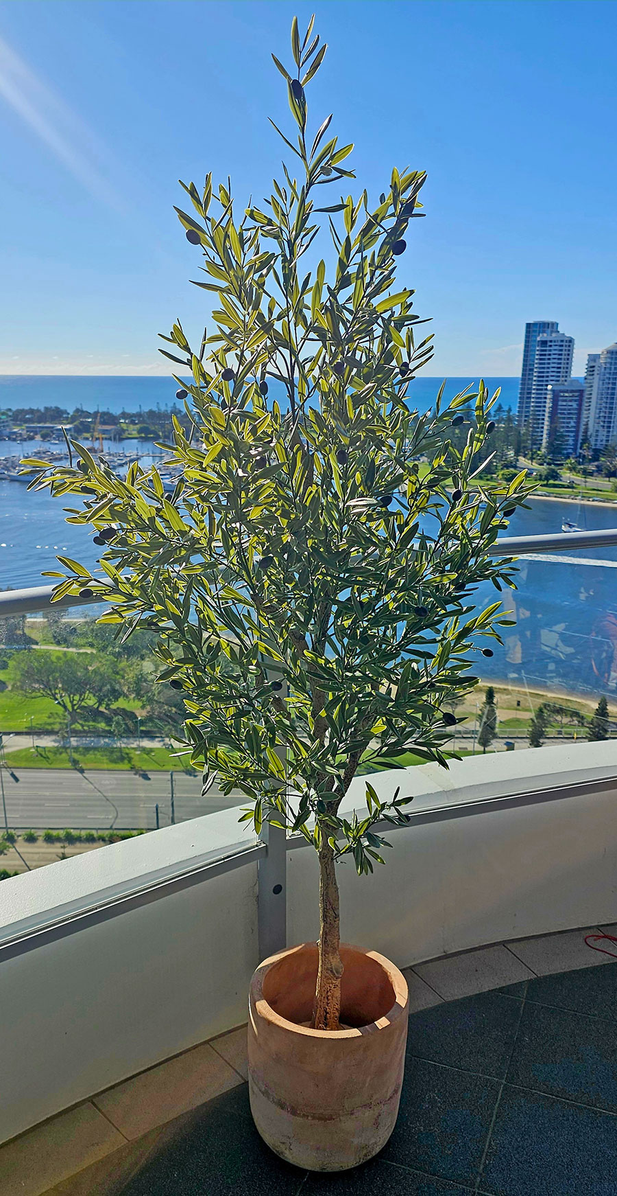 Olive Tree- UV 1.8m