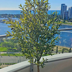 Olive Tree- UV 1.8m - artificial plants, flowers & trees - image 3