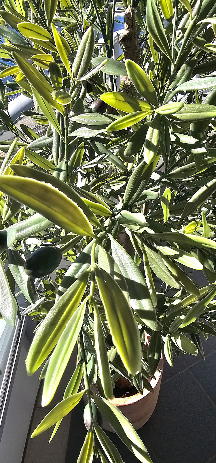 Olive Tree- UV 1.8m