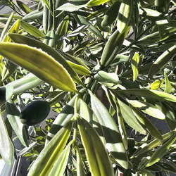 Olive Tree- UV 1.8m - artificial plants, flowers & trees - image 1