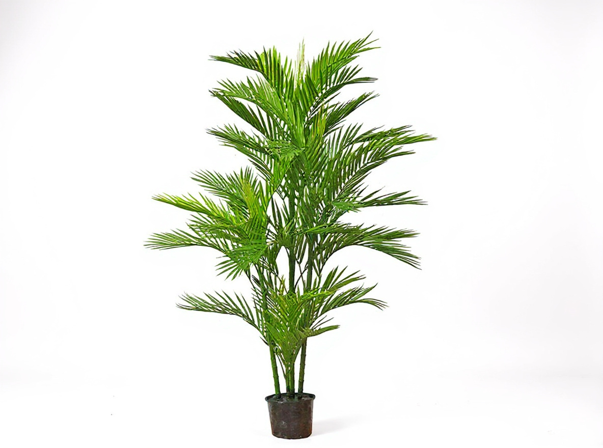Parlour Palm UV 1.5m