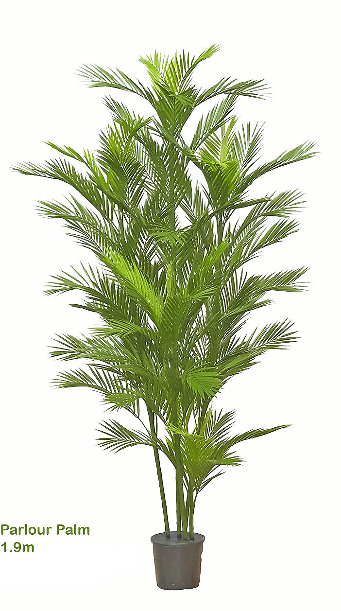 Parlour Palm UV 1.9m