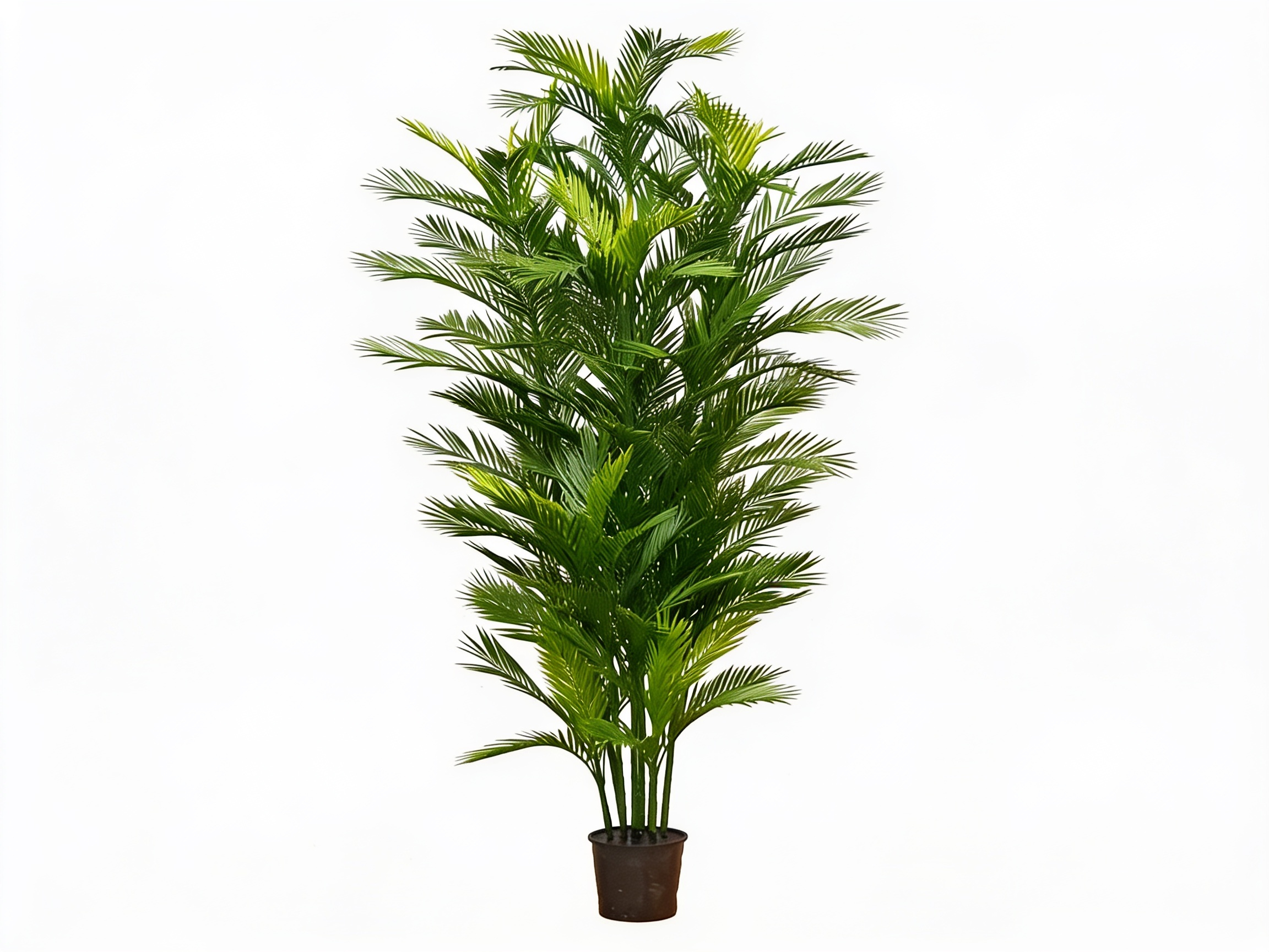 Parlour Palm UV 2.1m