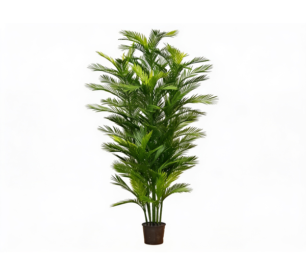 Parlour Palm UV 2.1m