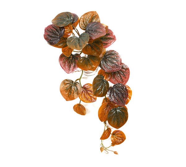 Bushes..sml trailer- Peperomia Plant