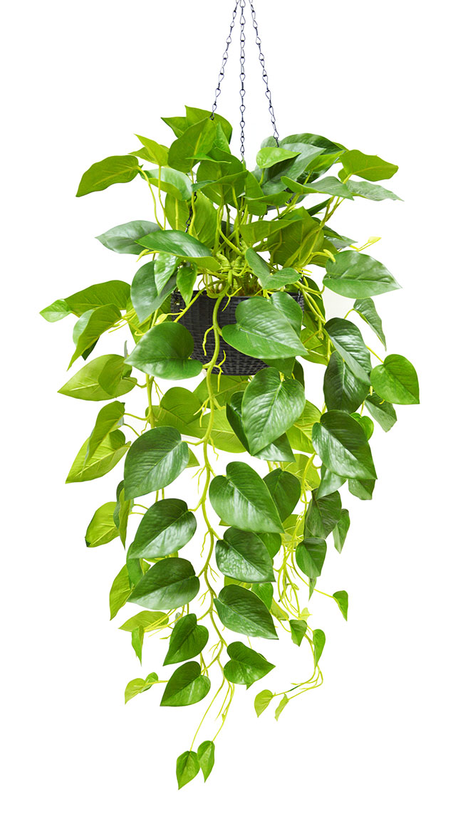 Hanging Baskets- Philo- green (special)