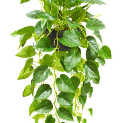 Hanging Baskets- Philo- green (special) - artificial plants, flowers & trees - image 3