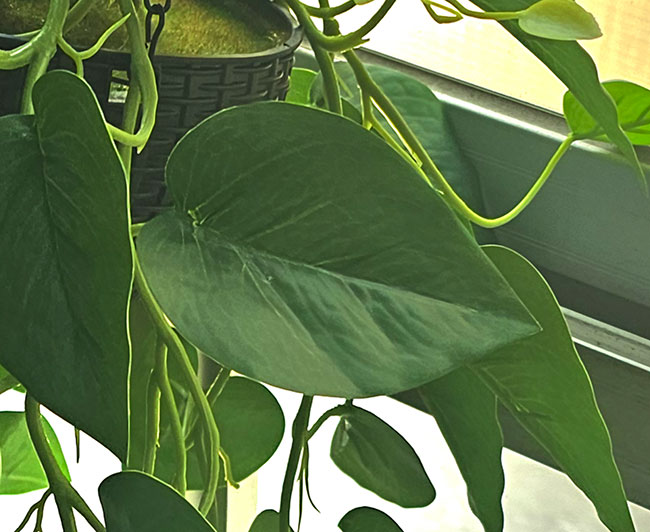 Hanging Baskets- Philo- green (special)